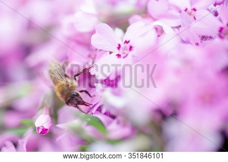Honey Bee Collects Nectar And Pollen From Phlox Subulata, Creeping Phlox, Moss Phlox, Moss Pink, Or 