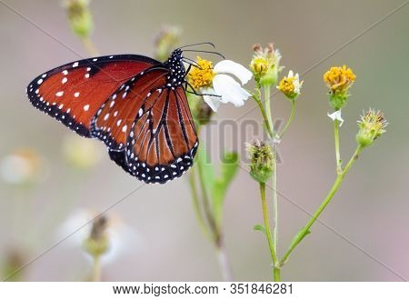 A Regal Queen Butterfly (danaus Gilippus) Nectars On White Flowers At  Frog Pond Wma, Lucky Hammock,