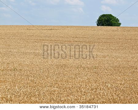 Weizenfeld