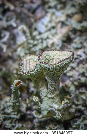 Lichen Cladonia Chlorophaea. Green-red Lichen. Selective Focus. Photo Made In North Of Norway On The