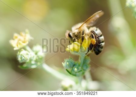 Bee Collects Nectar From Potentilla Erecta, Tormentilla, Potentilla Laeta, Tormentil, Septfoil Or Er