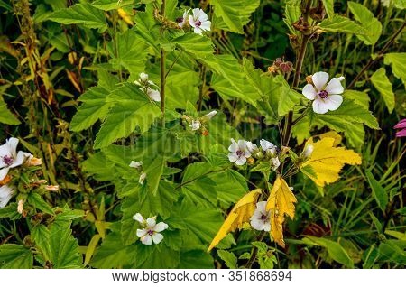 Marshmallow (althaea Officinalis) Is A Natural Healing Process.