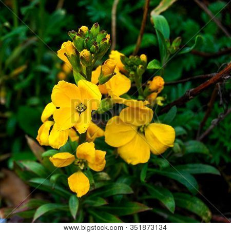 Flowers Erysimum Capitatum Red End Yellow