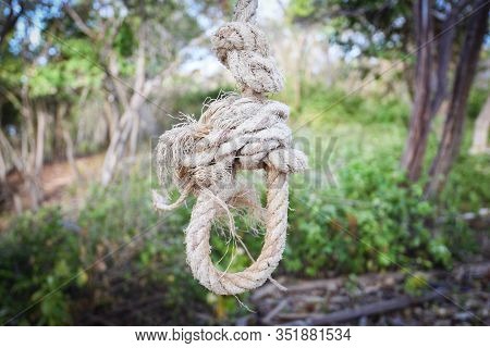 Rope Loop Knot Tied / Noose Hanging On The Tree Or Suicide Rope