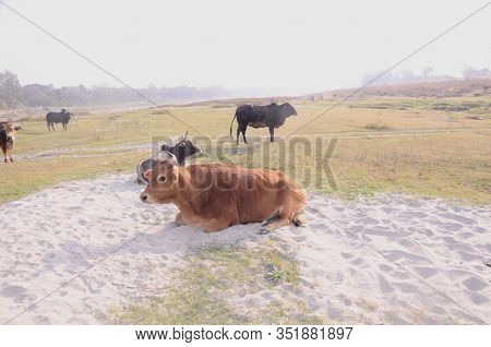 Group Of Indian Cows In Ground Himachal Pradesh India