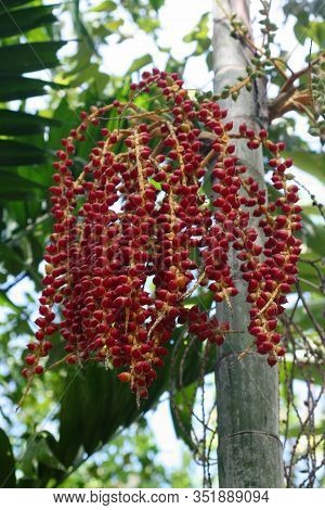Bunches Of Red Betelnut Hanging From The Tree