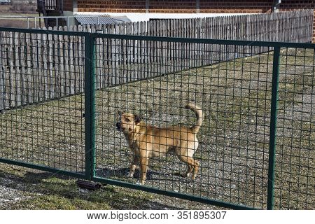 A Domestic Dog Mix Keeps And Protects Its Yard. We Do Not Allow Anyone To Pass.