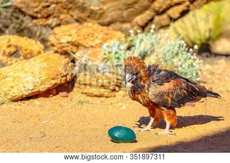 Black-breasted Buzzard, Hamirostra Melanosternon, Bird Of Prey. Cracking An Emu Egg With A Stone To 