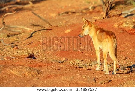Back View Of Dingo, Canis Dingo, Canis Dingo, A Wild Dog That Is Found In Australia, On The Red Sand