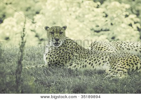 chita