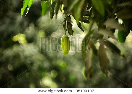 Zelené mango