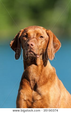 ภาพสุนัข vizsla