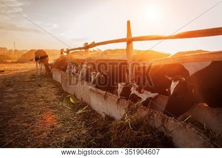 Cows Grazing On Farm Yard At Sunset. Cattle Eating Grass And Walking Outdoors At Sunset. Farming And
