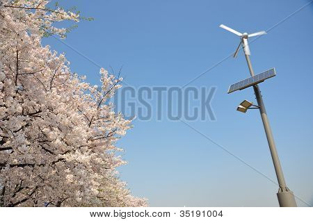 Sakura