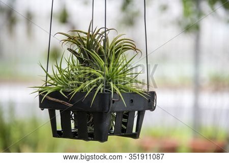 Beautiful Of Tillandsia Ionantha Planch In Garden