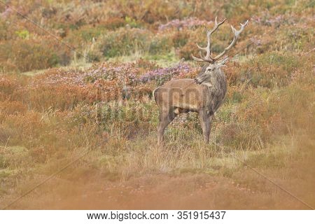 Deer In The Bellow