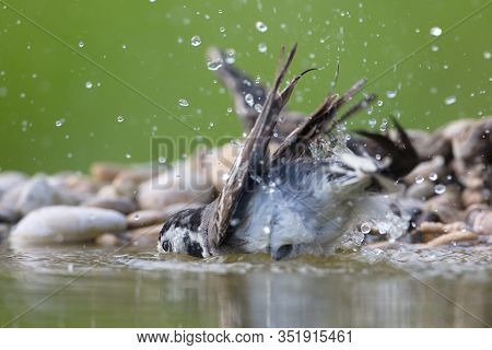 White Wagtail