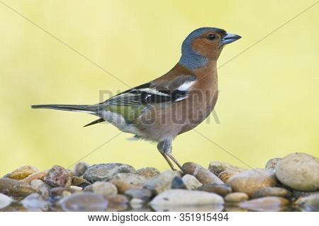 Common Chaffinch (fringilla Coelebs)