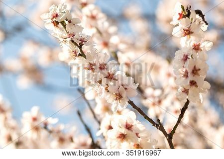 The almond tree blooms is white color