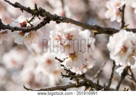 The almond tree blooms is white color
