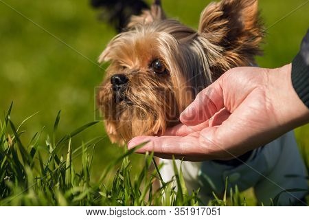 Yorkshire Terrier in a jacket is standing in a green grass