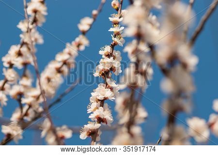 The almond tree blooms is white color
