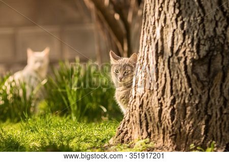 Cat in the park on green grass
