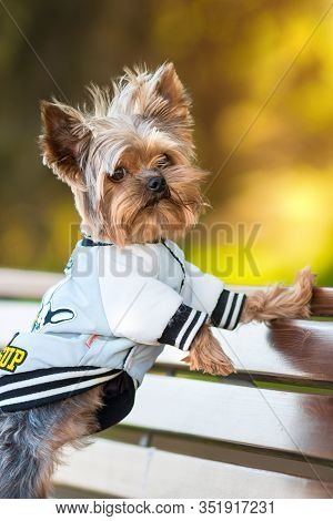 Yorkshire Terrier in a jacket is standing on a bench in the park