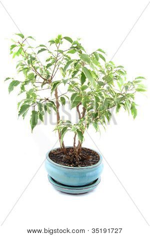 Albero di Ficus