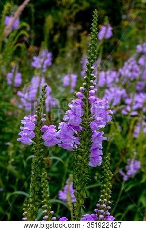Amazing Dainty Mauve Flowers Of Physostegia Virginiana Vivid With Natural Background.