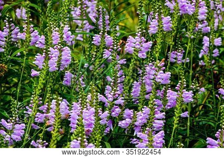 Amazing Dainty Mauve Flowers Of Physostegia Virginiana Vivid With Natural Background.