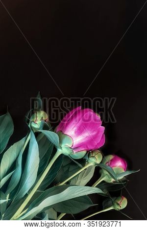 Blooming Pink Peonies On A Black Background.