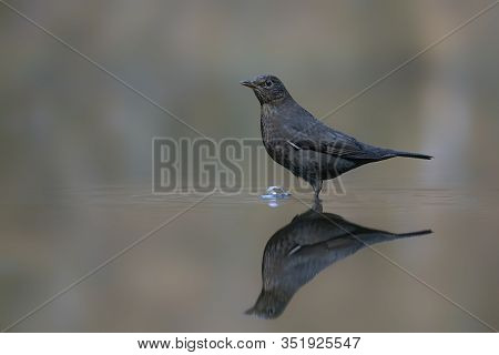 Blackbird (turdus Merula) In A Pool Of Water In The Forest Of Drunen, Noord Brabant In The Netherlan