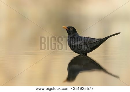 Blackbird (turdus Merula) In A Pool Of Water In The Forest Of Drunen, Noord Brabant In The Netherlan