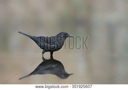 Blackbird (turdus Merula) In A Pool Of Water In The Forest Of Drunen, Noord Brabant In The Netherlan