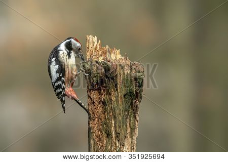 Middle Spotted Woodpecker (leiopicus Medius) On A Tree Trunk In The Forest Of Drunen, Noord Brabant 