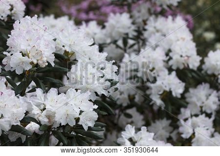 Big Azalea Or Rhododendron In Garden. Season Of Flowering Azaleas (rhododendron) At Botanical Garden