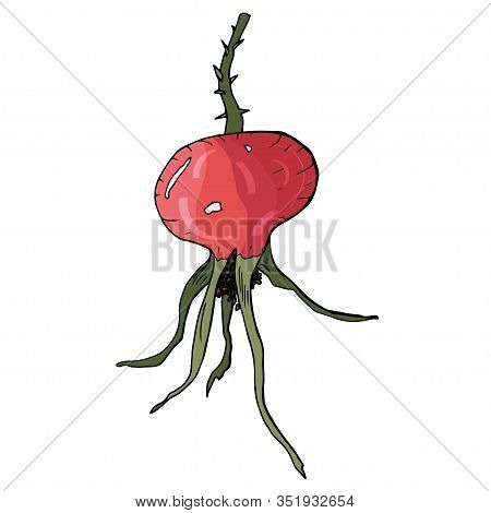 Rosehip Colorful Fruit Isolated Sketch On White Background. Detailed Hand Drawn Illustration With Fr