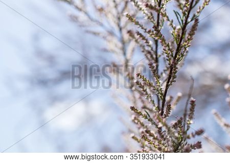 Close Up Tamarix Blooming Tree Branch. Deciduous, Herbaceous, Twiggy Shrub Covered With Pink Flowers