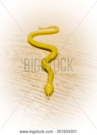 Yello Toy Snake On A Wooden Board