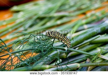 Caterpillar Of The Bedsore Of The Hawk Moth (hyles Gallii) From Ukraine. A Large Caterpillar Crawls 