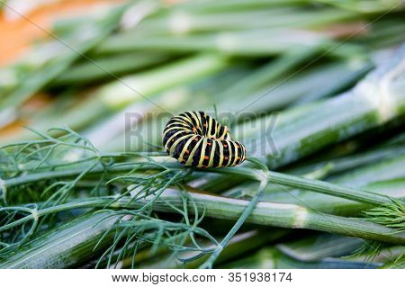 Low Angle Side View Of Spurge Hawk-moth Caterpillar (hyles Euphorbiae)
