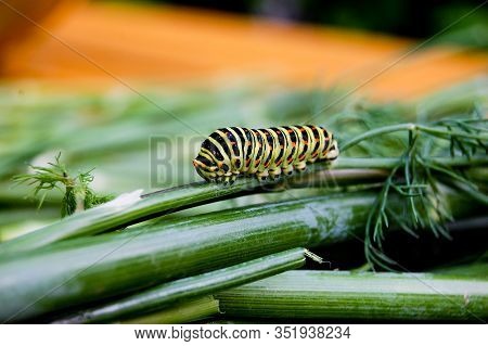 Caterpillar Of The Bedsore Of The Hawk Moth (hyles Gallii) From Ukraine. A Large Caterpillar Crawls 