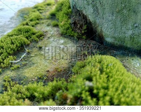 Mosses (bryophyte) On Rocks, They Are Characteristically Limited In Size And Prefer Moist Habitats. 