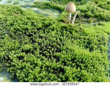 Mosses (bryophyte) On Rocks, They Are Characteristically Limited In Size And Prefer Moist Habitats. 