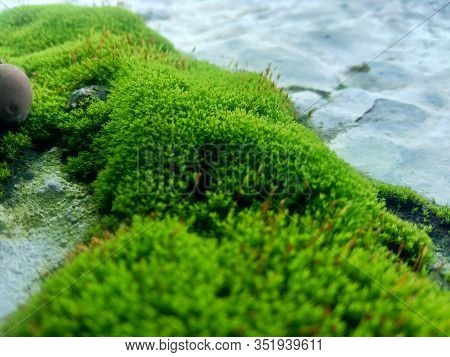 Mosses (bryophyte) On Rocks, They Are Characteristically Limited In Size And Prefer Moist Habitats. 