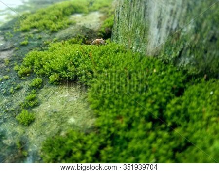 Mosses (bryophyte) On Rocks, They Are Characteristically Limited In Size And Prefer Moist Habitats. 