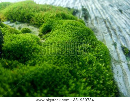 Mosses (bryophyte) On Rocks, They Are Characteristically Limited In Size And Prefer Moist Habitats. 