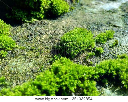 Mosses (bryophyte) On Rocks, They Are Characteristically Limited In Size And Prefer Moist Habitats. 