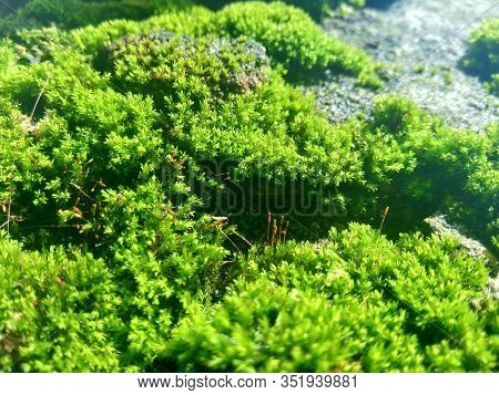 Mosses (bryophyte) On Rocks, They Are Characteristically Limited In Size And Prefer Moist Habitats. 